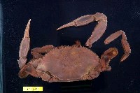 藏品(紅星梭子蟹)的圖片